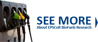 See More about EPSCoR Biofuels Research